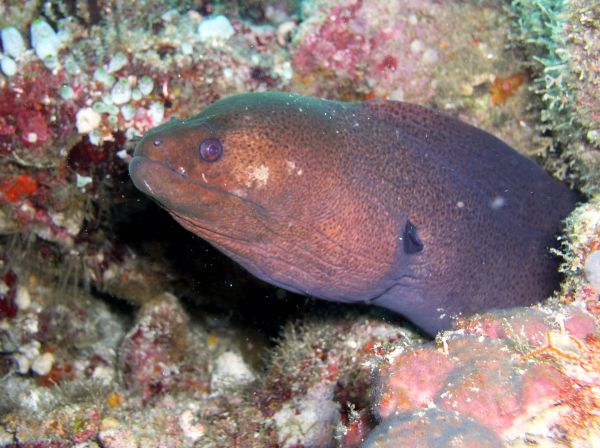 Murene javanaise  Gymnothorax javanicus